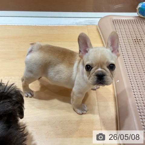 フレンチ・ブルドッグの写真