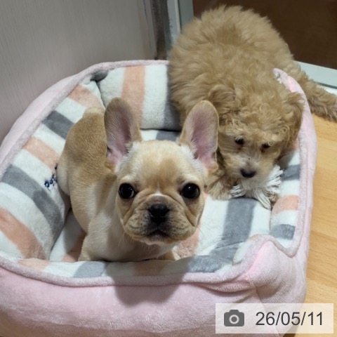 フレンチ・ブルドッグの写真