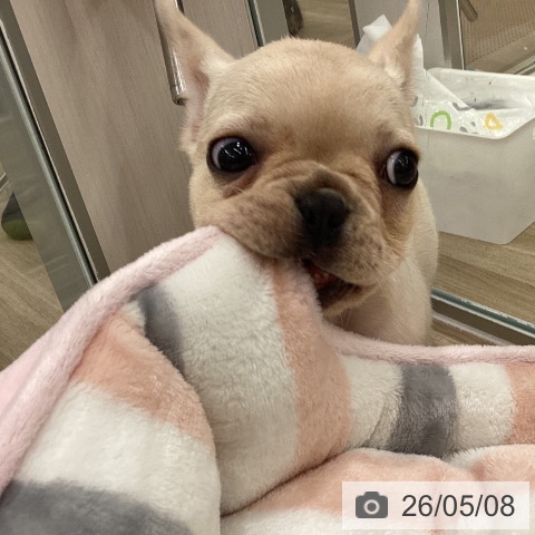 フレンチ・ブルドッグの写真