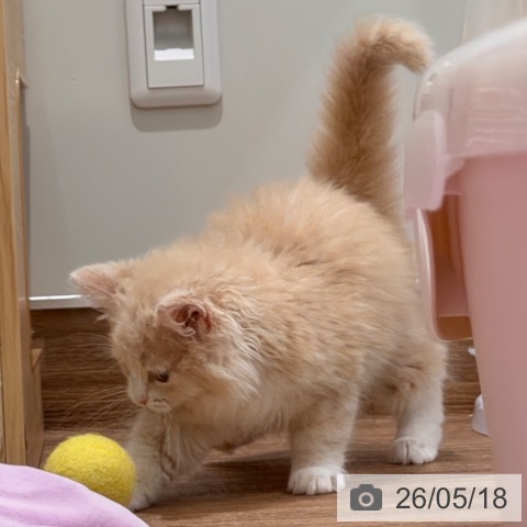 岡山県のノルウェージャンフォレストキャット (ペッツワン 岡山南店/2026年2月28日生まれ/女の子/クリームタビーホワイト)の子猫の3枚目の画像