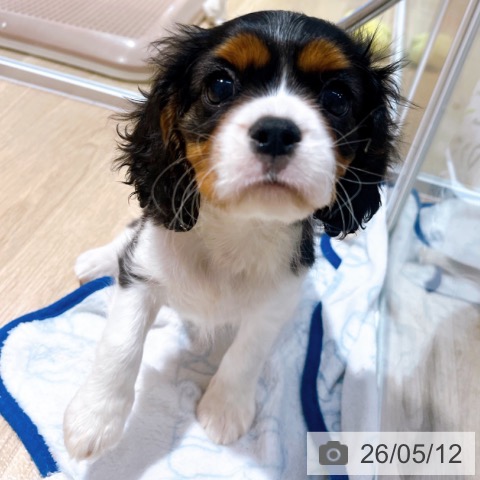 大阪府のキャバリアキングチャールズスパニエル (ペットプラス イオン大日店/2026年3月3日生まれ/男の子/トライカラー)の子犬の3枚目の画像