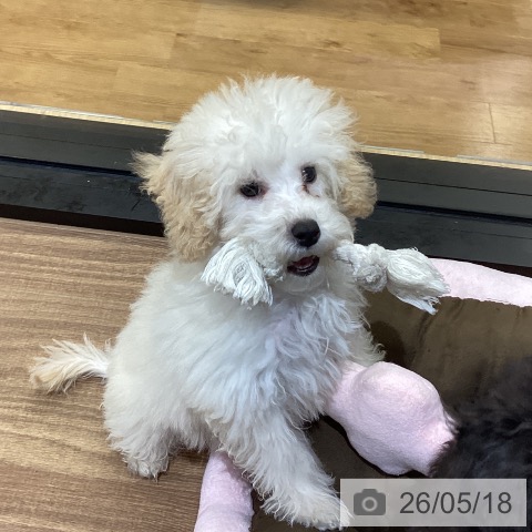 鳥取県のトイプードル(トイ) (ペッツワン 日吉津店/2026年2月20日生まれ/男の子/クリーム)の子犬の4枚目の画像