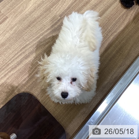 鳥取県のトイプードル(トイ) (ペッツワン 日吉津店/2026年2月20日生まれ/男の子/クリーム)の子犬の3枚目の画像