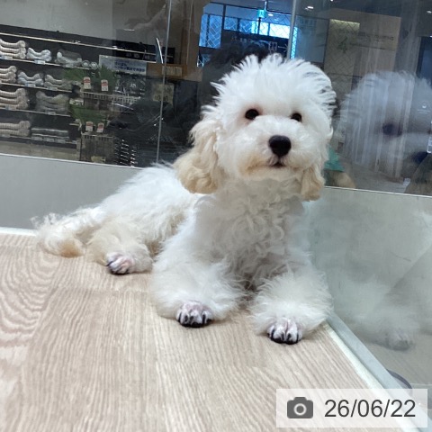 徳島県のトイプードル(トイ) (ペットプラス 徳島店/2026年2月20日生まれ/男の子/クリーム)の子犬の4枚目の画像