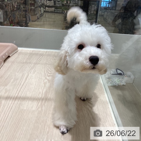 徳島県のトイプードル(トイ) (ペットプラス 徳島店/2026年2月20日生まれ/男の子/クリーム)の子犬の3枚目の画像