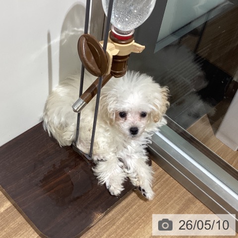 鳥取県のトイプードル(トイ) (ペッツワン 日吉津店/2026年2月20日生まれ/女の子/クリーム)の子犬の3枚目の画像