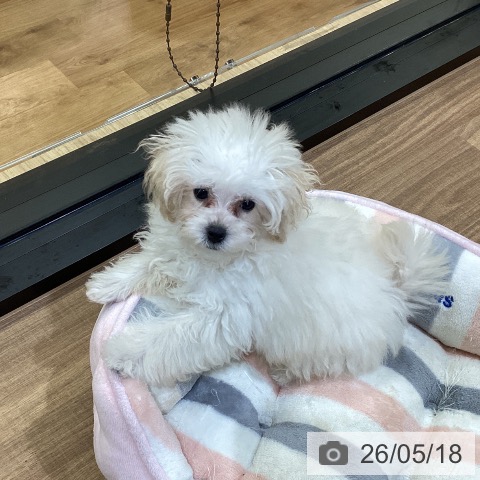 鳥取県のトイプードル(トイ) (ペッツワン 日吉津店/2026年2月20日生まれ/女の子/クリーム)の子犬の4枚目の画像