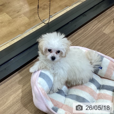 鳥取県のトイプードル(トイ) (ペッツワン 日吉津店/2026年2月20日生まれ/女の子/クリーム)の子犬の3枚目の画像