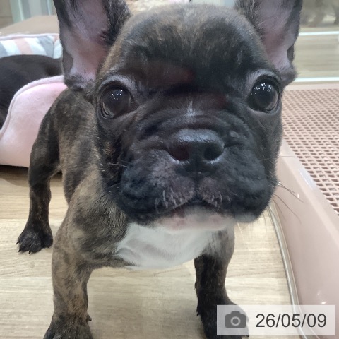 フレンチ・ブルドッグの写真