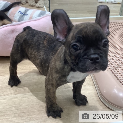 フレンチ・ブルドッグの写真