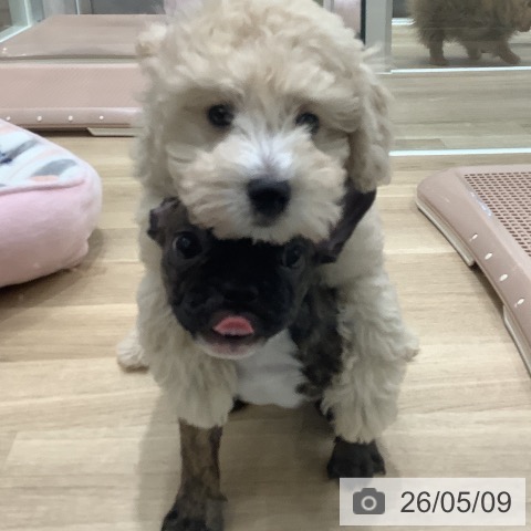 フレンチ・ブルドッグの写真