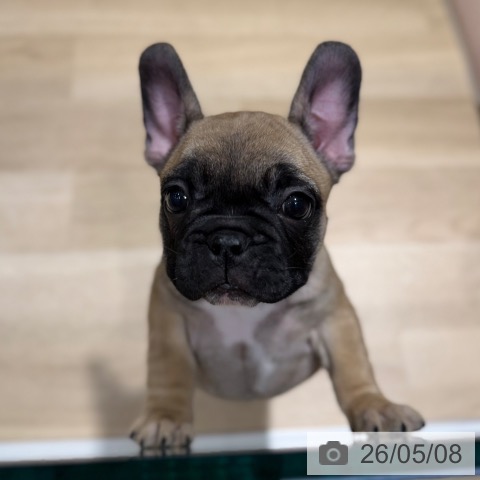 大阪府のフレンチブルドッグ (ペットプラス 四條畷店/2026年3月3日生まれ/女の子/フォーン)の子犬の4枚目の画像