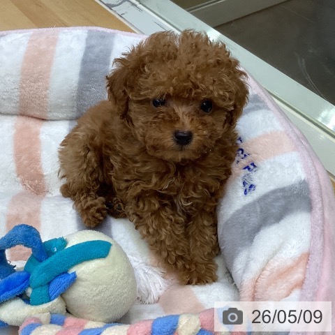 香川県のトイプードル(トイ) (ペットプラス 綾川店/2026年3月1日生まれ/男の子/レッド)の子犬の4枚目の画像