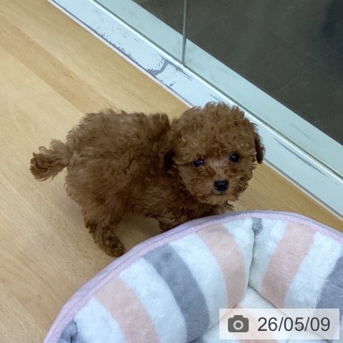 香川県のトイプードル(トイ) (ペットプラス 綾川店/2026年3月1日生まれ/男の子/レッド)の子犬の3枚目の画像