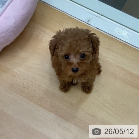 香川県のトイプードル(トイ) (ペットプラス 綾川店/2026年3月1日生まれ/男の子/レッド)の子犬の4枚目の画像