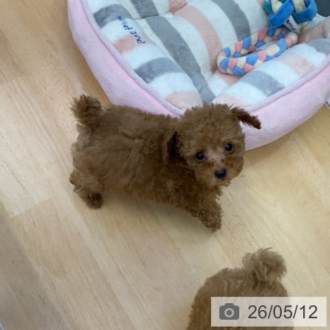香川県のトイプードル(トイ) (ペットプラス 綾川店/2026年3月1日生まれ/男の子/レッド)の子犬の3枚目の画像