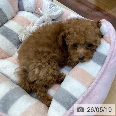 香川県のトイプードル(トイ) (ペットプラス 綾川店/2026年3月1日生まれ/男の子/レッド)の子犬の4枚目の画像