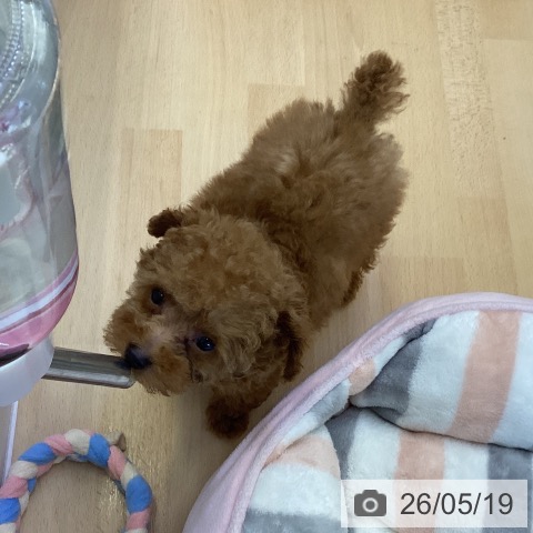 香川県のトイプードル(トイ) (ペットプラス 綾川店/2026年3月1日生まれ/男の子/レッド)の子犬の3枚目の画像