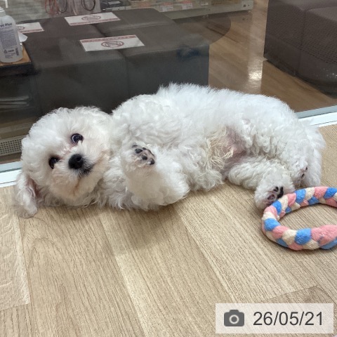 埼玉県のビションフリーゼ (ペットプラス ピオニウォーク東松山店/2026年3月11日生まれ/男の子/ホワイト)の子犬の4枚目の画像
