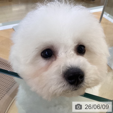 埼玉県のビションフリーゼ (ペットプラス 羽生店/2026年3月11日生まれ/男の子/ホワイト)の子犬の4枚目の画像