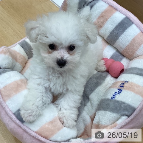香川県のビションフリーゼ (ペットプラス 綾川店/2026年3月11日生まれ/男の子/ホワイト)の子犬の4枚目の画像