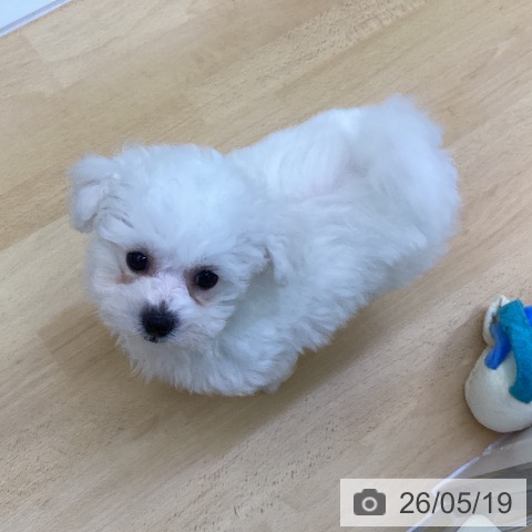 香川県のビションフリーゼ (ペットプラス 綾川店/2026年3月11日生まれ/男の子/ホワイト)の子犬の3枚目の画像