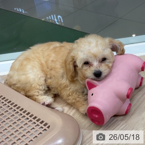 埼玉県のトイプードル(トイ) (ペットプラス 上尾店/2026年3月9日生まれ/男の子/クリーム)の子犬の3枚目の画像