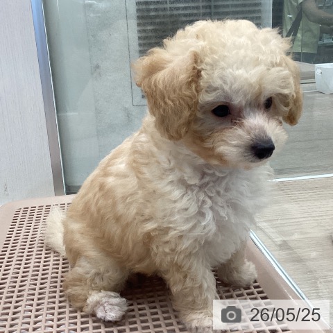 埼玉県のトイプードル(トイ) (ペットプラス 上尾店/2026年3月9日生まれ/男の子/クリーム)の子犬の3枚目の画像
