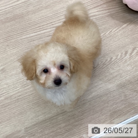 埼玉県のトイプードル(トイ) (ペットプラス 上尾店/2026年3月9日生まれ/男の子/クリーム)の子犬の3枚目の画像