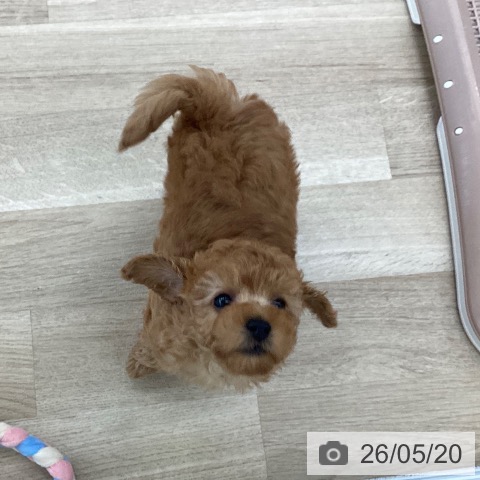 愛媛県のトイプードル(トイ) (ペットプラス 新居浜店/2026年3月11日生まれ/男の子/レッド)の子犬の4枚目の画像