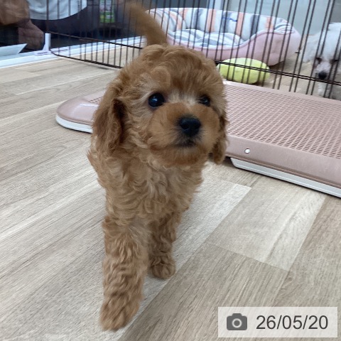 愛媛県のトイプードル(トイ) (ペットプラス 新居浜店/2026年3月11日生まれ/男の子/レッド)の子犬の3枚目の画像