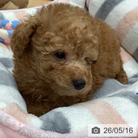 千葉県のトイプードル(トイ) (ペットプラス 成田店/2026年3月11日生まれ/男の子/レッド)の子犬の4枚目の画像