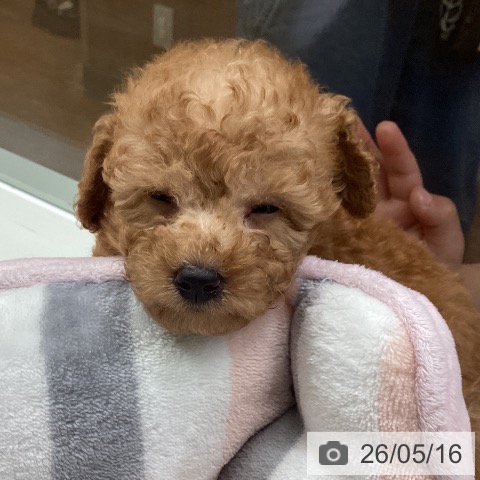 千葉県のトイプードル(トイ) (ペットプラス 成田店/2026年3月11日生まれ/男の子/レッド)の子犬の3枚目の画像