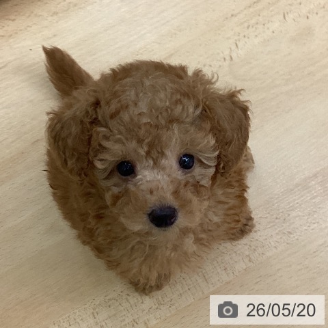 千葉県のトイプードル(トイ) (ペットプラス 成田店/2026年3月11日生まれ/男の子/レッド)の子犬の3枚目の画像