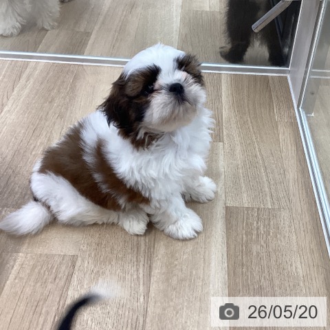 愛媛県のシーズー (ペットプラス 新居浜店/2026年3月4日生まれ/男の子/ホワイトゴールド)の子犬の4枚目の画像
