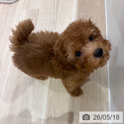 神奈川県のトイプードル(トイ) (ペットプラス ゆめが丘ソラトス店/2026年3月12日生まれ/男の子/レッド)の子犬の4枚目の画像