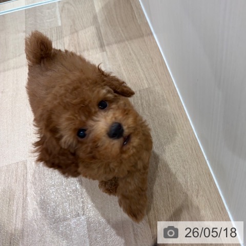 神奈川県のトイプードル(トイ) (ペットプラス ゆめが丘ソラトス店/2026年3月12日生まれ/男の子/レッド)の子犬の3枚目の画像