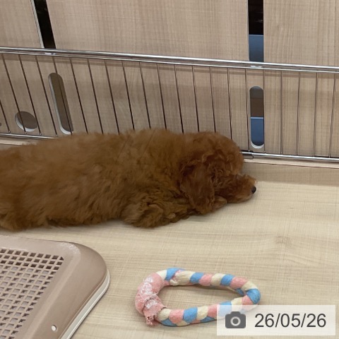埼玉県のトイプードル(トイ) (ペッツワン 浦和美園店/2026年3月12日生まれ/女の子/レッド)の子犬の3枚目の画像