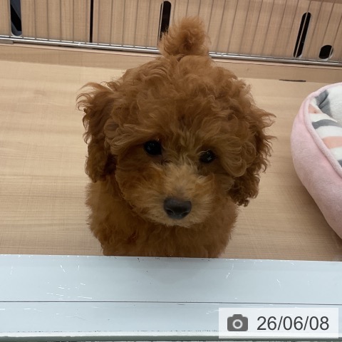 茨城県のトイプードル(トイ) (ペッツワン 古河店/2026年3月12日生まれ/女の子/レッド)の子犬の4枚目の画像