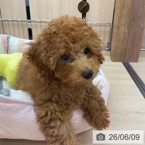 茨城県のトイプードル(トイ) (ペッツワン 古河店/2026年3月12日生まれ/女の子/レッド)の子犬の3枚目の画像
