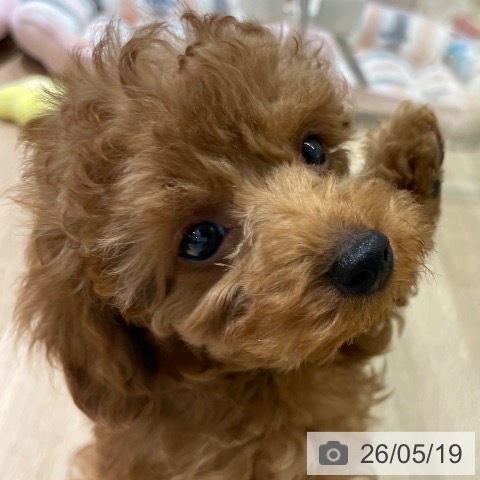 長野県のトイプードル(トイ) (ペットプラス 須坂店/2026年3月12日生まれ/男の子/レッドフォーン)の子犬の4枚目の画像