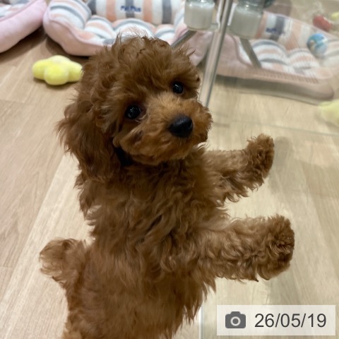 長野県のトイプードル(トイ) (ペットプラス 須坂店/2026年3月12日生まれ/男の子/レッドフォーン)の子犬の3枚目の画像