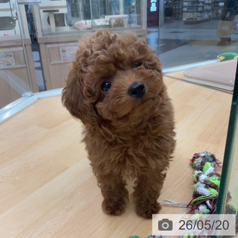 埼玉県のトイプードル(トイ) (ペットプラス 浦和美園店/2026年3月12日生まれ/女の子/レッドフォーン)の子犬の3枚目の画像