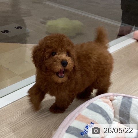 徳島県のトイプードル(トイ) (ペットプラス 徳島店/2026年3月11日生まれ/女の子/レッド)の子犬の4枚目の画像