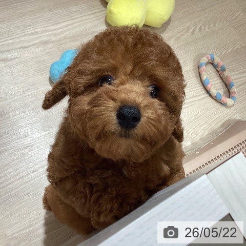 徳島県のトイプードル(トイ) (ペットプラス 徳島店/2026年3月11日生まれ/女の子/レッド)の子犬の3枚目の画像