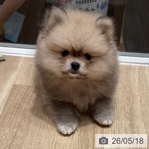 埼玉県のポメラニアン (ペットプラス ピオニウォーク東松山店/2026年3月12日生まれ/男の子/ウルフセーブル)の子犬の3枚目の画像