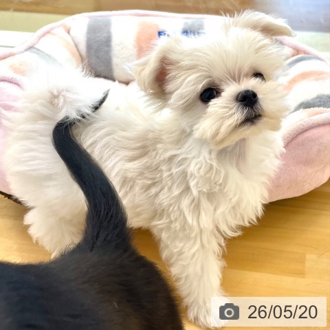 マルチーズの写真