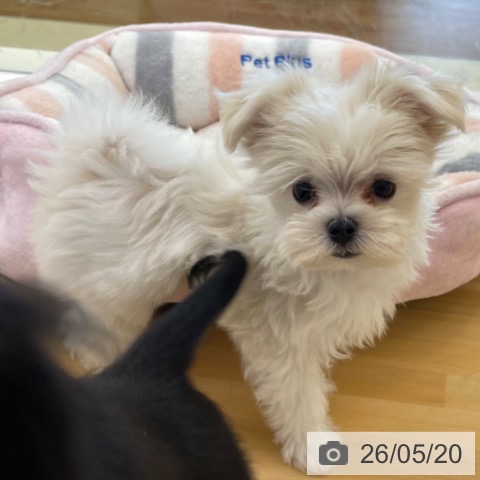 マルチーズの写真