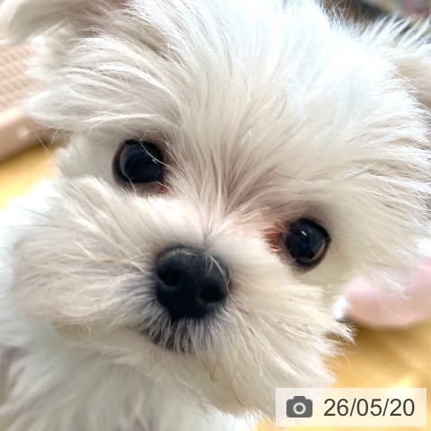 マルチーズの写真