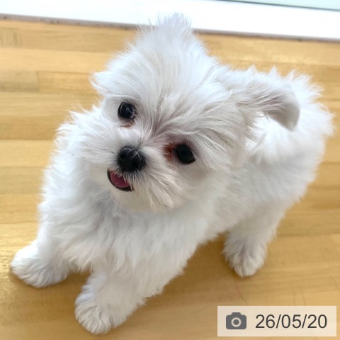 マルチーズの写真
